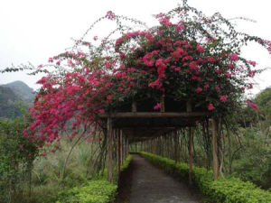 雲安縣杜鵑花生態觀賞園