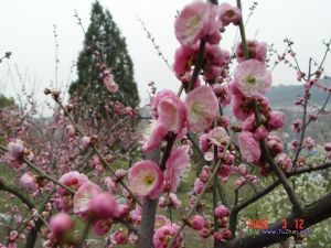 湯川鄉