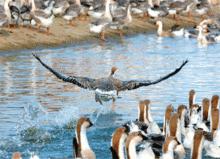 鳳城野生動物