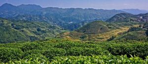 御茶園福建壽寧高山茶園基地