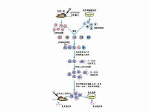 單克隆抗體製備流程