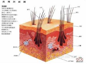 狗的皮膚結構