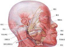 面部神經