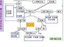 生糖兼生酮胺基酸與三大代謝的聯繫