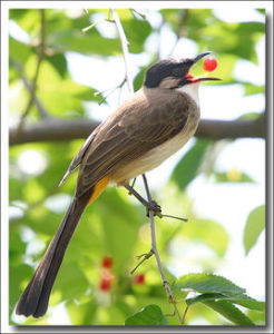 國風·秦風·黃鳥