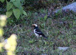 （圖）斑椋鳥