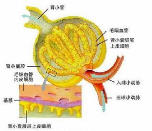 兒童紫癜性腎炎