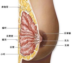 乳房結構圖，乳頭正中央即為乳中穴所在位置