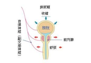 排尿疼痛