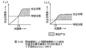 光補償點