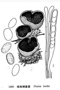 疣孢褐盤菌