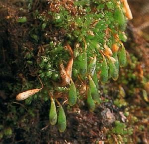 雲南平蒴蘚 雲南平蒴蘚
