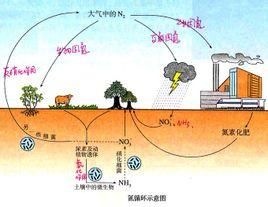 硝化作用