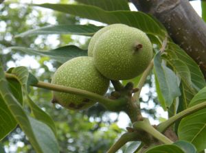 （圖）名牌農產品