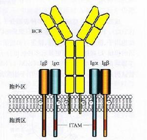 B細胞抗原受體