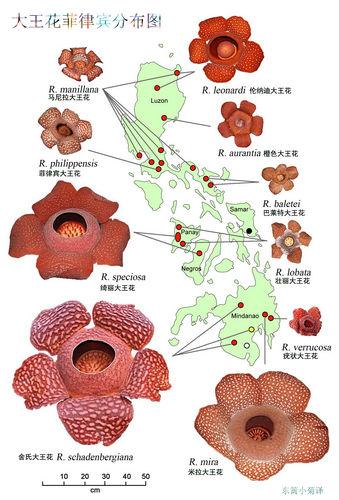 大王花在菲律賓的分布圖