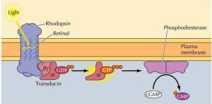 視覺感受器中的G蛋白