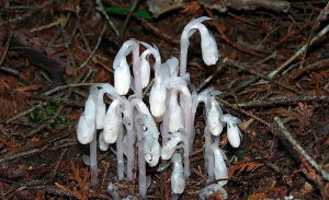 Monotropa uniflora