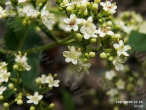 白花敗醬Patrinia villosa 