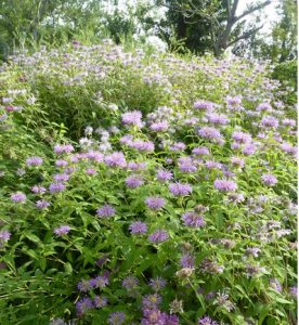 白尖苔草