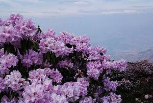 龍肘山杜鵑花