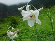 幾款不同的百合花