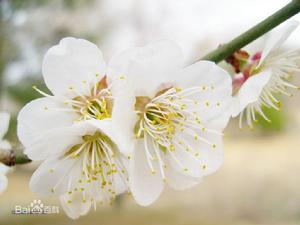 梅花魂[越劇劇目]