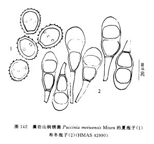 藻岩山柄鏽菌