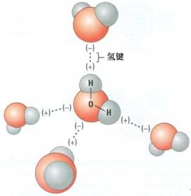 水分子的結構圖