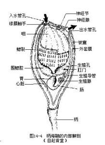 柄海鞘解剖圖