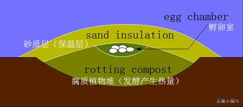 冢雉科營冢示意圖