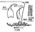 短尖林地棉蘚