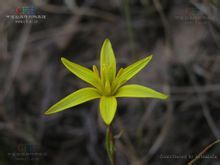 頂冰花屬