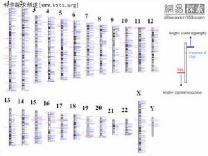 （圖）詹姆斯·沃森基因圖譜的一部分