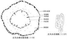 生草烏