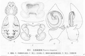 龍棲峭腹蛛