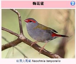 紅眉火尾雀 Neochmia temporalis