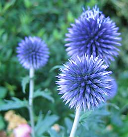 Echinops sphaerocephalus