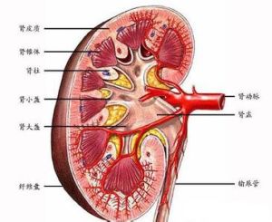 慢性腎功能衰竭