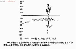 小葉楊