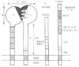 粘附分子