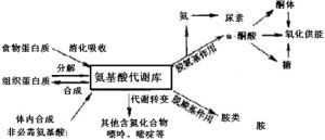 胺基酸代謝庫