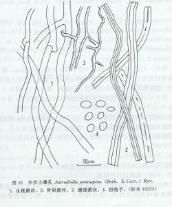 半伏小薄孔