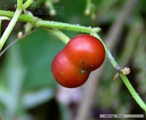 所有物種柄花茜草長葉茜草 翅莖茜草川滇茜草 大葉茜草東南茜草 對葉茜草多花茜草多脈茜草峨眉茜草梵茜草 高原茜草鉤毛茜草黑花茜草紅花茜草厚柄茜草金劍草闊瓣茜草鐮葉茜草林生茜草柳葉茜草卵葉茜草卵葉茜草(原變種)毛果茜草膜葉茜草淺色茜草茜草茜草屬染色茜草沙生茜草山東茜草少花茜草絲梗茜草四葉茜草無毛大砧草西藏茜草纖梗茜草小葉茜草中國茜草中國茜草(原變種)紫參 [1]