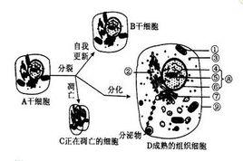 角質層形成