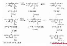 甲基腎上腺素