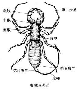 有鞭蠍