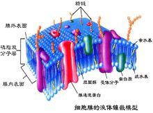 細胞中糖蛋白的形成