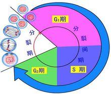 細胞分裂間期