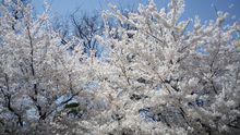 中山公園[山東省青島市中山公園]